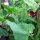 Grüne  Gartenmelde (Atriplex hortensis) Samen