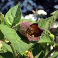 Tollkirsche (Atropa belladonna) Samen