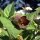 Tollkirsche (Atropa belladonna) Samen