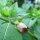 Tollkirsche (Atropa belladonna) Samen