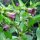 Tollkirsche (Atropa belladonna) Samen