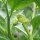 Gelbe Tollkirsche (Atropa belladonna var. lutea) Samen
