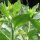 Gelbe Tollkirsche (Atropa belladonna var. lutea) Samen