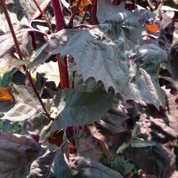 Rote Gartenmelde (Atriplex hortensis) Samen