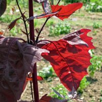 Rote Gartenmelde (Atriplex hortensis) Samen