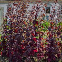 Rote Gartenmelde (Atriplex hortensis) Samen