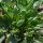 Barbarakraut / Winterkresse (Barbarea vulgaris) Samen