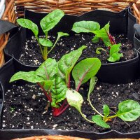 Roter Mangold  Vulkan (Beta vulgaris var. cicla) Samen