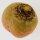 Gelbe Bete  Golden (Beta vulgaris) Samen