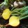 Gelbe Bete  Golden (Beta vulgaris) Samen