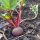 Rote Bete Tonda di Chioggia (Beta vulgaris) Samen