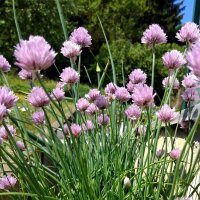 Schnittlauch Gonzales (Allium schoenoprasum) Bio Saatgut