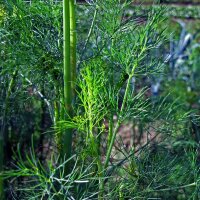 Dill (Anethum graveolens) Bio Saatgut