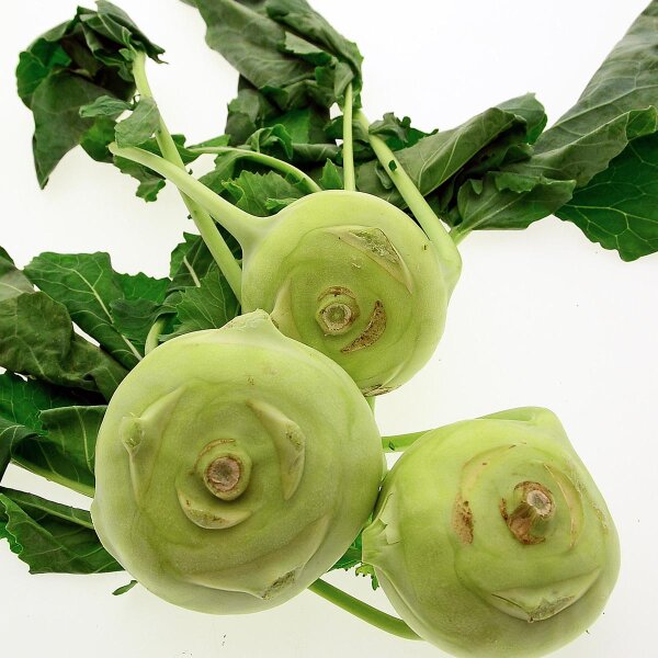 Kohlrabi Superschmelz (Brassica oleracea var. gongylodes) Bio Saatgut