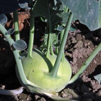 Kohlrabi Superschmelz (Brassica oleracea var. gongylodes)...