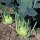 Kohlrabi Superschmelz (Brassica oleracea var. gongylodes) Bio Saatgut