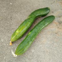 Salatgurken Tanja (Cucumis sativus) Bio Saatgut