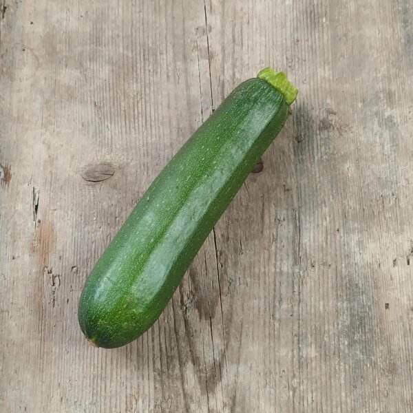 Zucchini Zuboda (Cucurbita pepo) Bio Saatgut