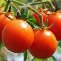 Frühe Freiland-Tomate Matina (Lycopersicum esculentum) Bio Saatgut