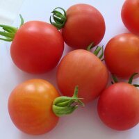 Frühe Freiland-Tomate Matina (Solanum lycopersicum) Bio Saatgut