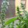 Genoveser Basilikum Mittelgroß (Ocimum basilicum) Bio Saatgut