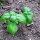 Genoveser Basilikum Mittelgroß (Ocimum basilicum) Bio Saatgut