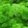 Krause Petersilie Mooskrause (Petroselinum crispum) Bio Saatgut