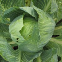 Weisskohl Dottenfelder Dauer  (Brassica oleracea...