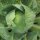 Weisskohl Dottenfelder Dauer  (Brassica oleracea convar.capitata var.alba) Bio Saatgut