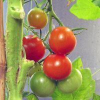 Cocktailtomate Zuckertraube (Solanum lycopersicum) Bio Saatgut