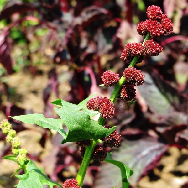 Erdbeerspinat (Blitum capitatum) Samen