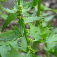 Erdbeerspinat (Blitum capitatum) Samen