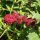 Erdbeerspinat (Blitum capitatum) Samen