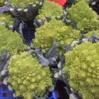 Romanesco Kohl (Brassica oleracea convar. botrytis var. botrytis) Samen