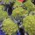 Romanesco Kohl (Brassica oleracea convar. botrytis var. botrytis) Samen