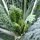 Toskanischer Palmkohl Cavolo Nero di Toscana (Brassica oleracea var. palmifolia)  Samen