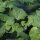 Bremer Scheerkohl (Brassica napus var. pabularia) Samen