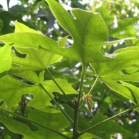 Kurrajong / Flaschenbaum (Brachychiton diversifolius) Samen