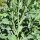 Wildkohl (Brassica oleracea ssp. oleracea) Samen