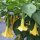 Engelstrompete (Brugmansia suaveolens) Samen