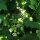 Zaunrübe (Bryonia dioica) Samen