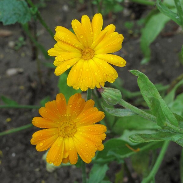 Ringelblume (Calendula officinalis) Samen