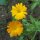 Ringelblume (Calendula officinalis) Samen