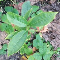 Tee (Camellia sinensis) Samen