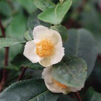 Tee (Camellia sinensis) Samen