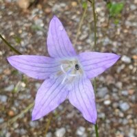 Rapunzel-Glockenblume (Campanula rapunculus) Samen