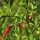 Chili Tabasco (Capsicum frutescens) Samen
