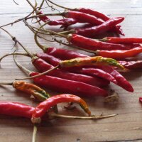 Thai Chili Prik Kee Noo (Capsicum frutescens) Samen