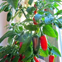 Chili Jalapeño (Capsicum annuum) Samen