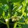 Chili Jalapeño (Capsicum annuum) Samen